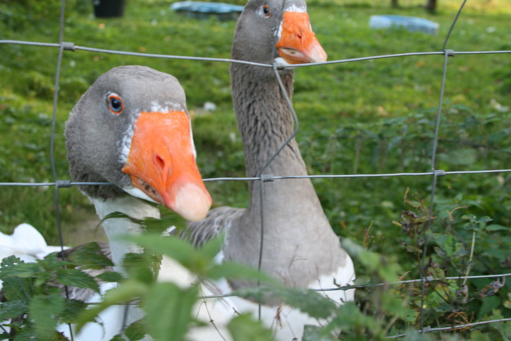 Wir Zwei Hinter Gitter