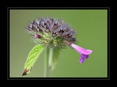 Wirbeldost (Clinopodium vulgare)