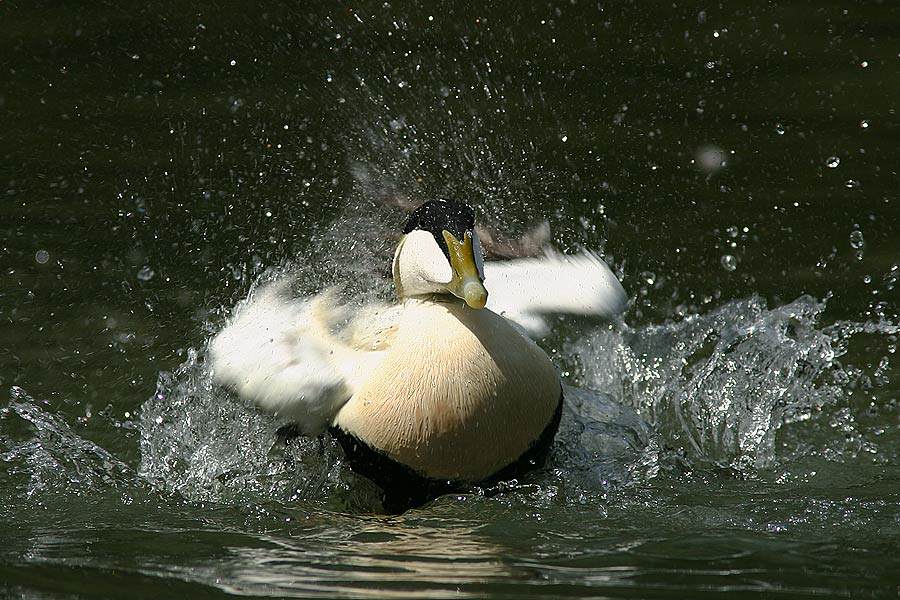 - Wirbelwind im Entenpool -