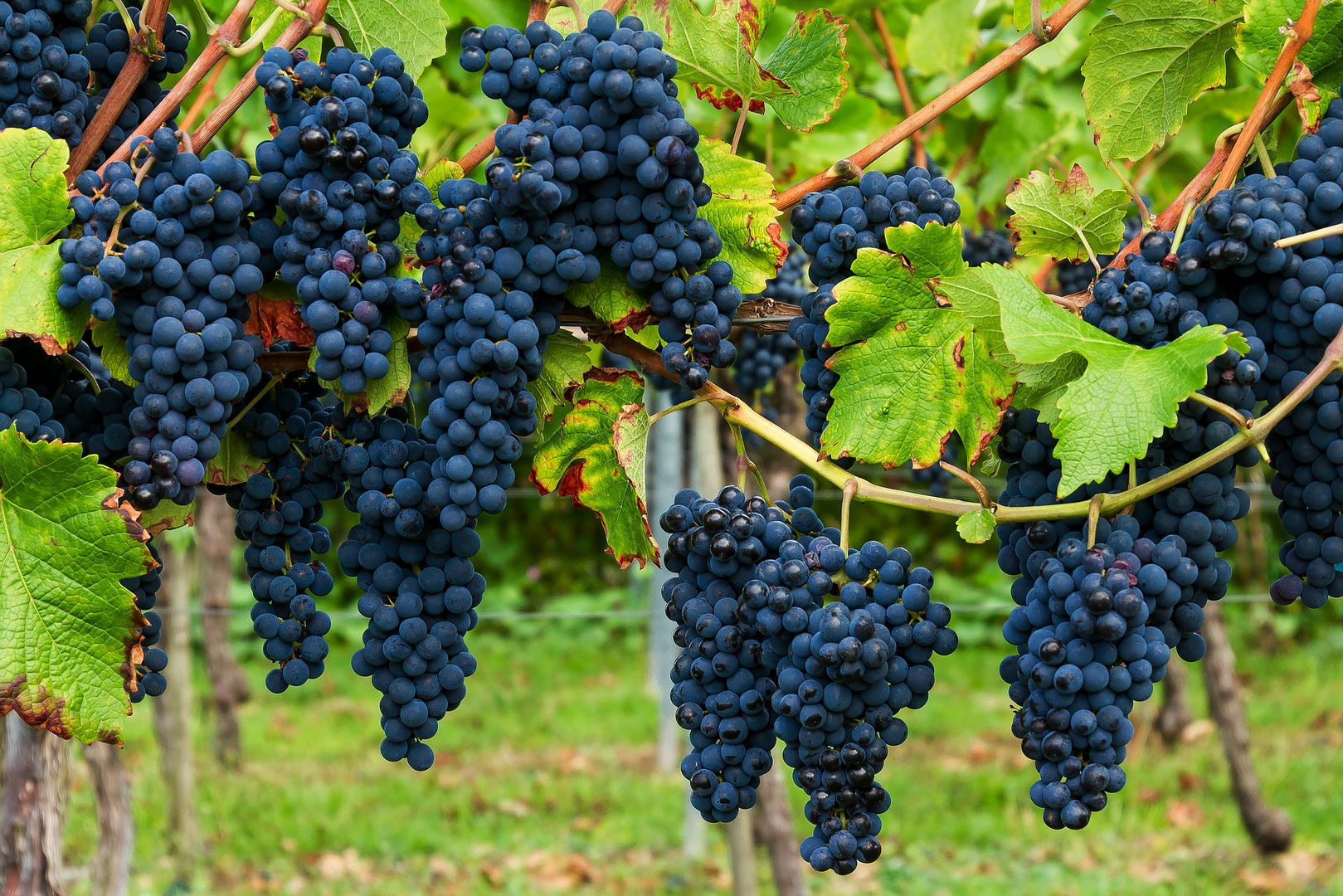 Wird das ein Jahrhundert-Wein?