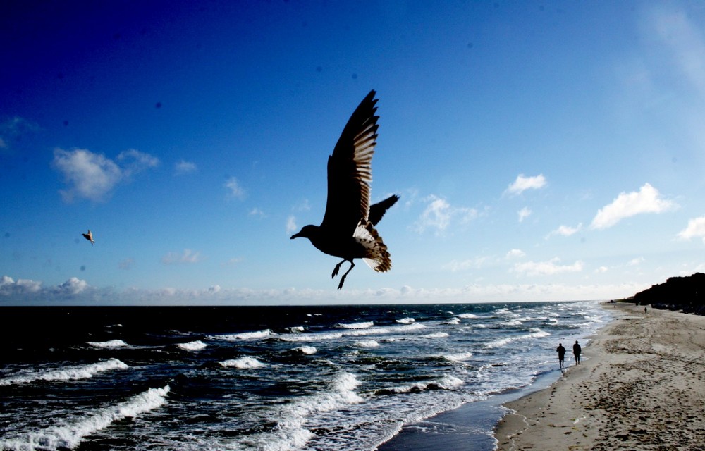 Wird die Freiheit der Vögel überbewertet?