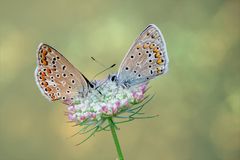 Wird dies etwas mit uns?