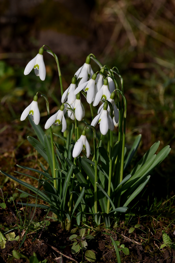 Wird es bald Frühling? Foto & Bild | natur, frühblüher, pflanzen Bilder