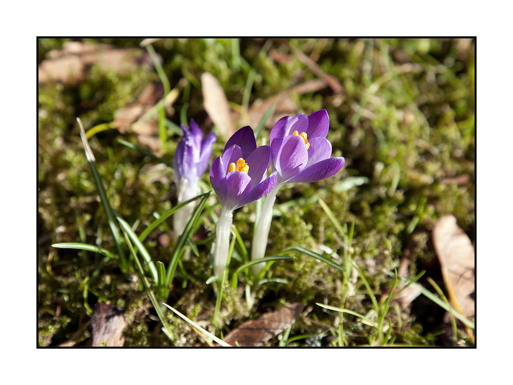 Wird es Frühling ?