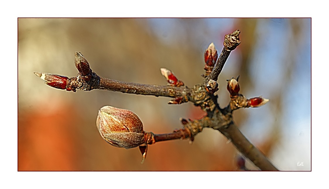 Wird es Frühling ? :))