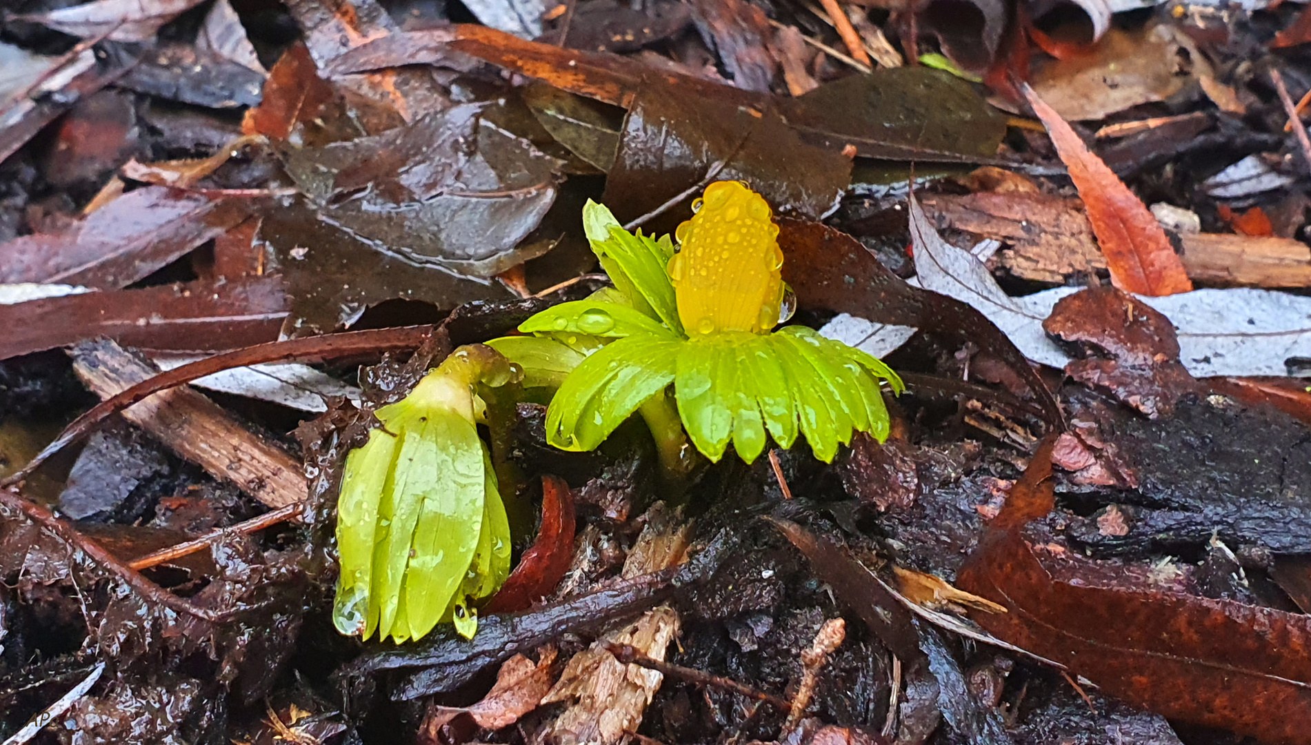 Wird es schon Frühling...