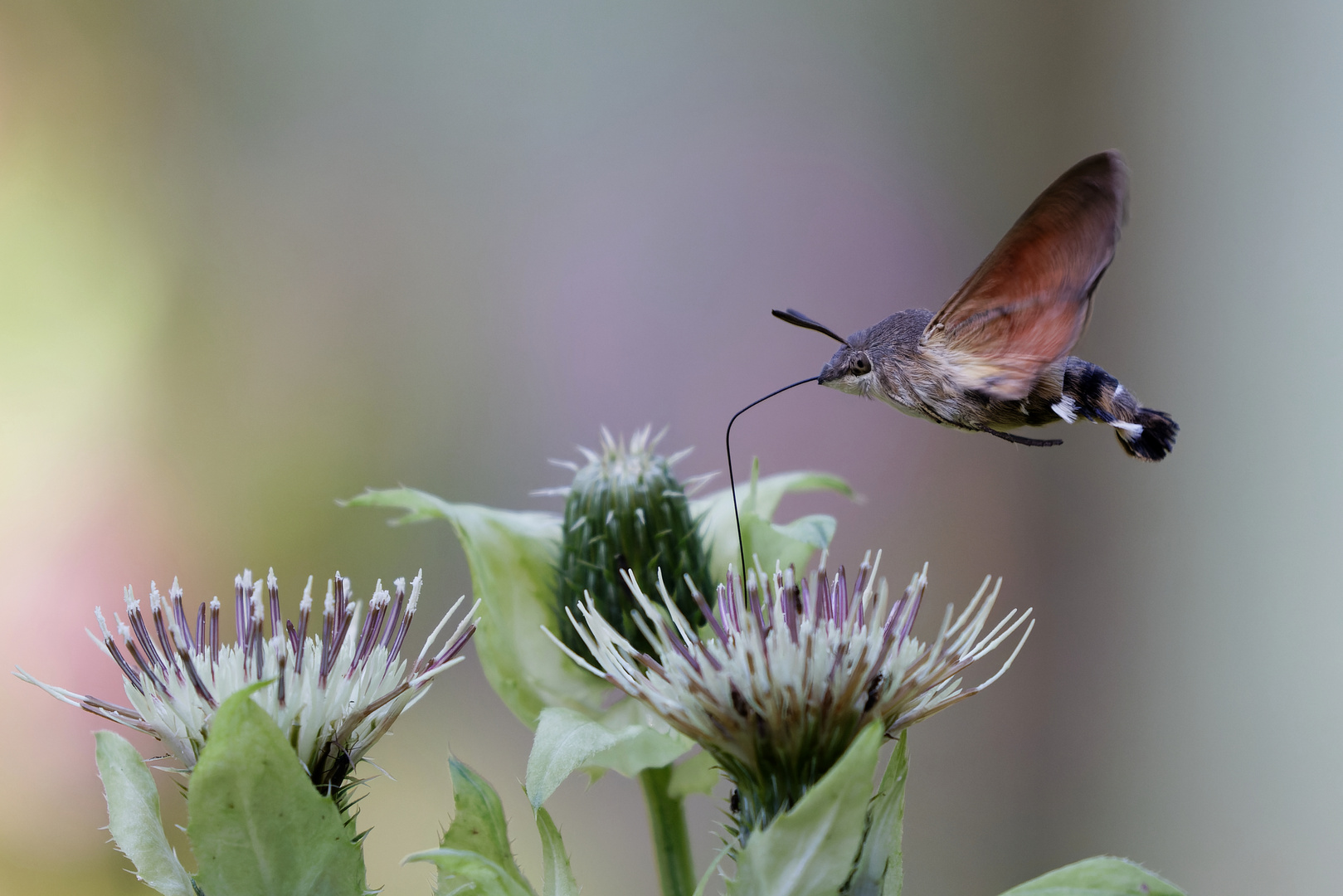 Wird häufig für einen Kolibri gehalten.