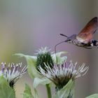 Wird häufig für einen Kolibri gehalten.