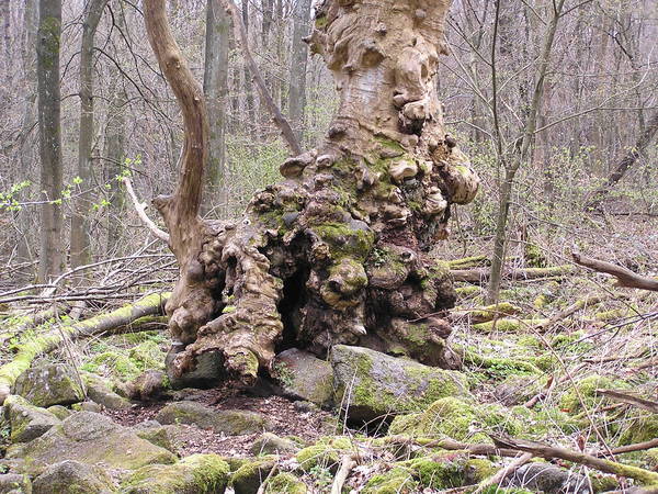 Wird Märchenbaum genannt