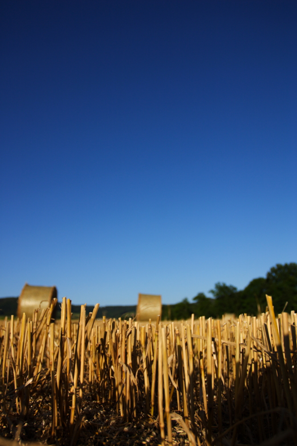 Wird wohl bald schon wieder Herbst...