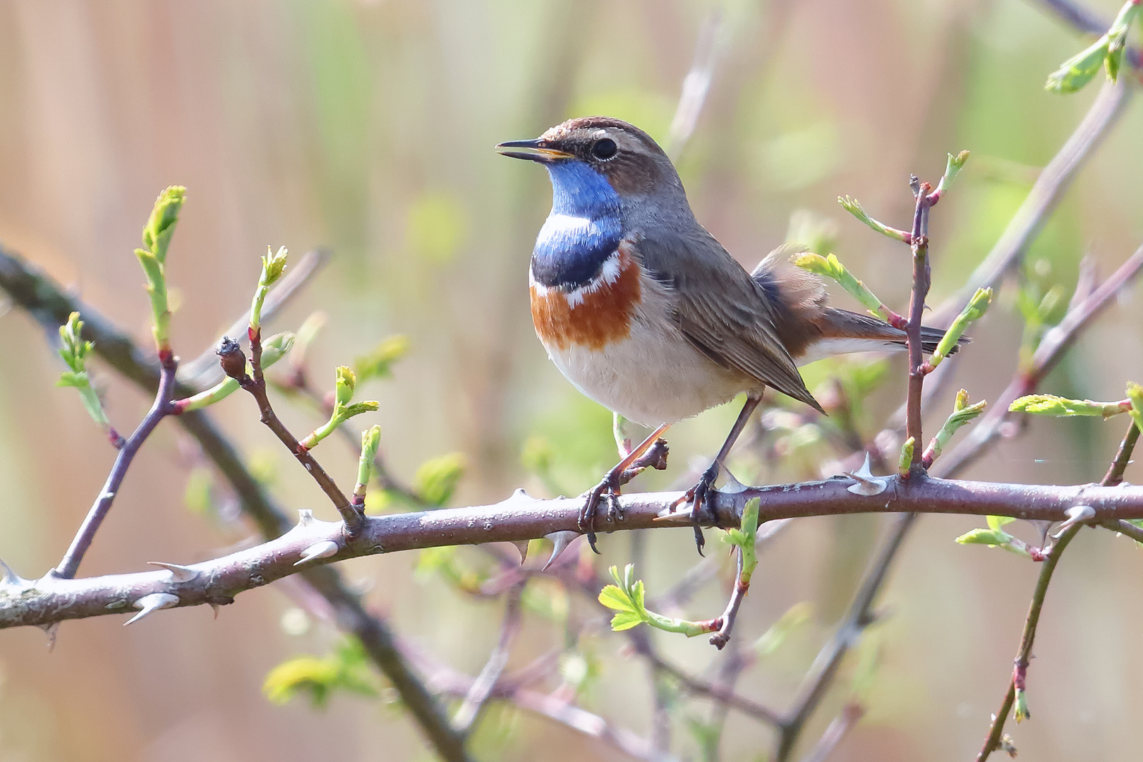 ...Wird Zeit, daß das Blaukehlchen wieder kommt...