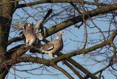 wird Zeit für Frühling...