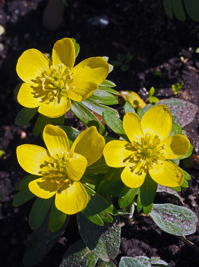 Wird´s etwa schon Frühling ?