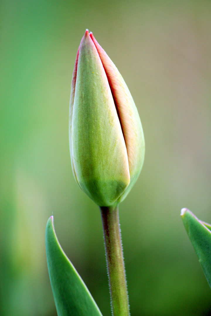 Wird's jetzt doch mal Frühling?