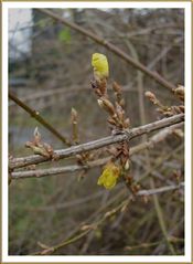 wird's jetzt Frühling???