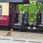 wir_duerfen_mal_wieder_nicht_mit_der_Brockenbahn_fahren-