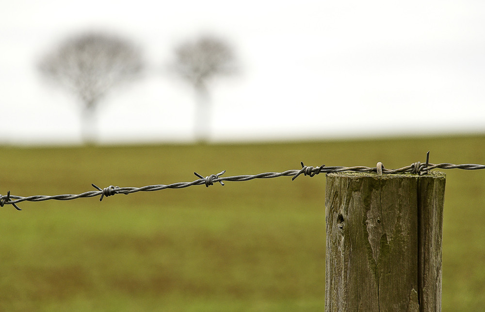 Wire and Trees