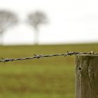 Wire and Trees