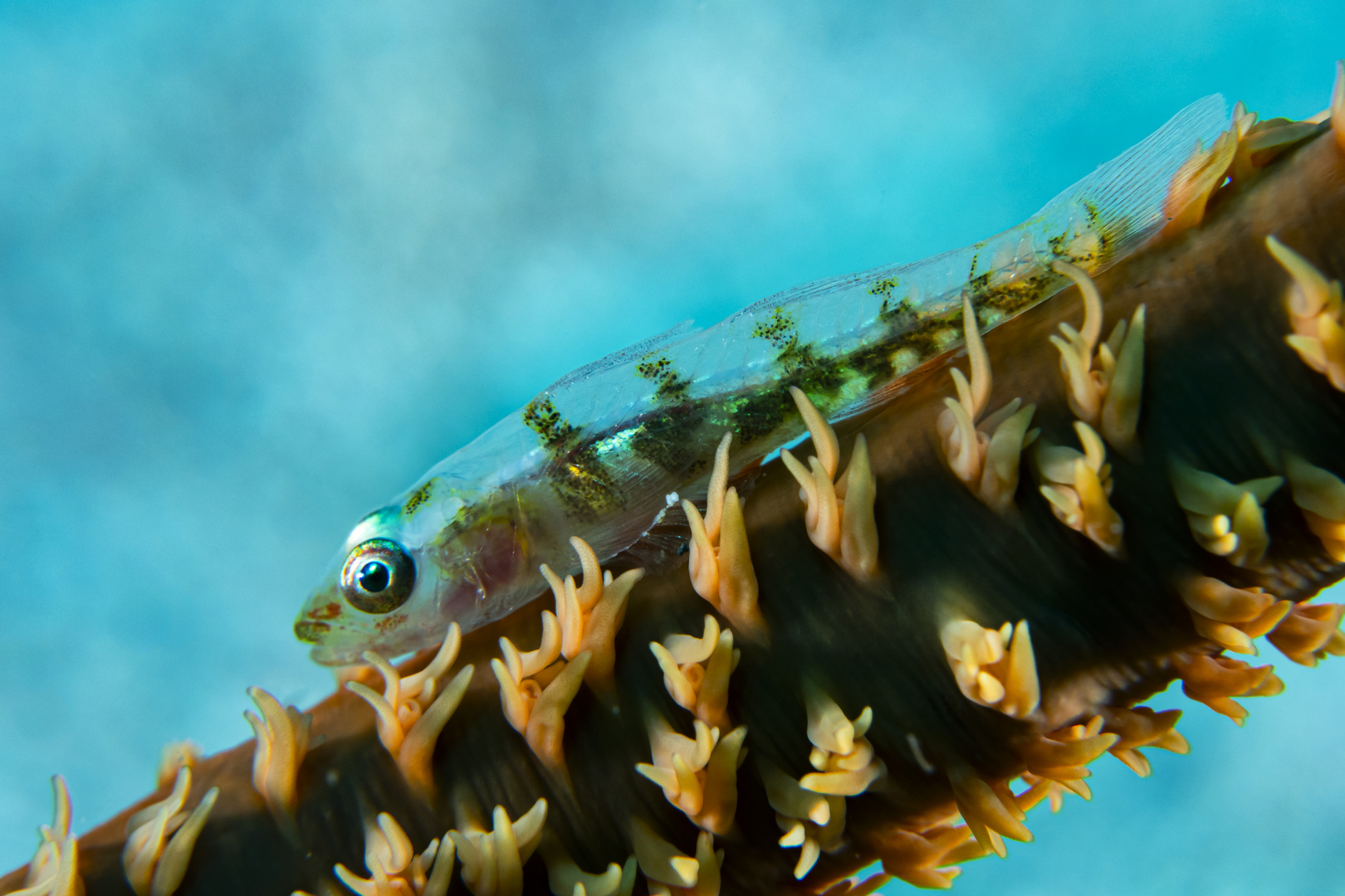 Wire Coral Goby