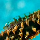 Wire Coral Goby