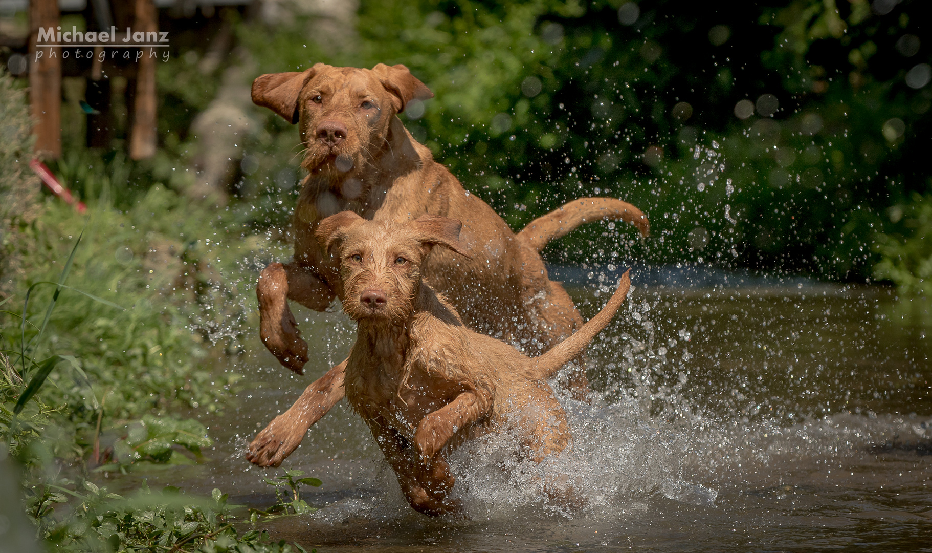 Wire Hair Vizsla