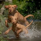 Wire Hair Vizsla