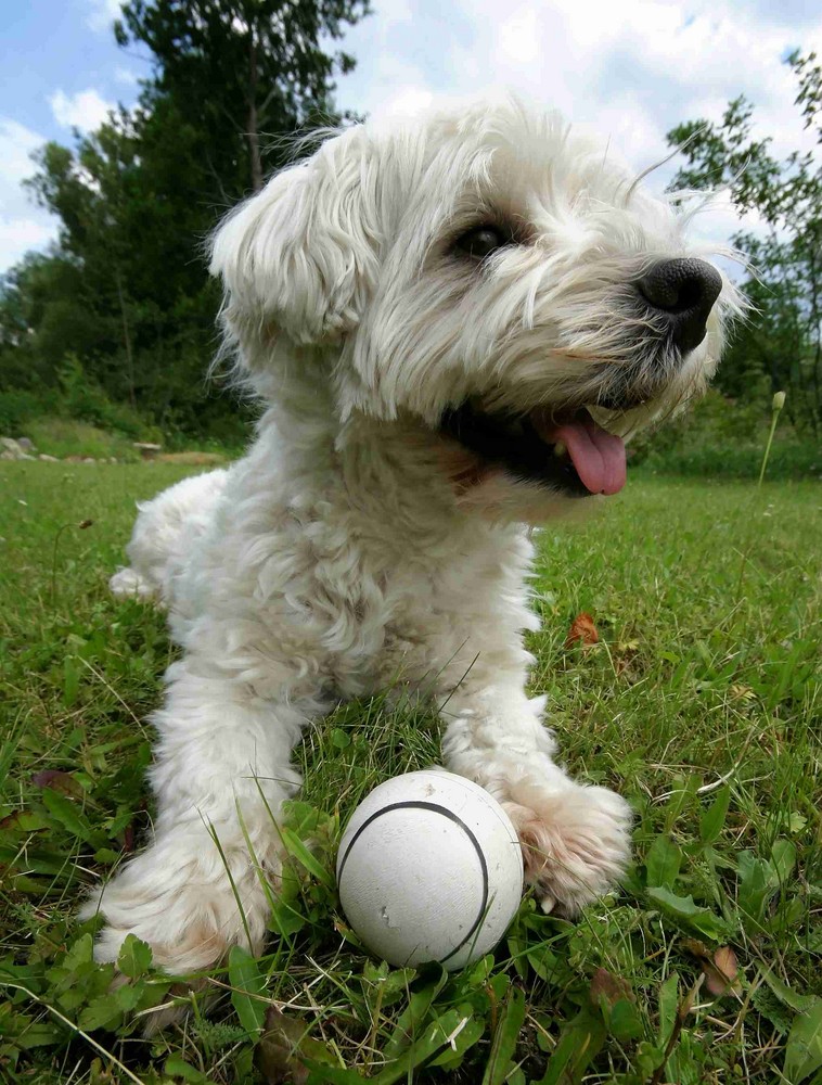 wirf mir doch den Ball .........