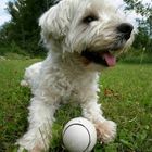 wirf mir doch den Ball .........