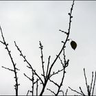 Wirklich, daß letzte Blatt am Baum ......