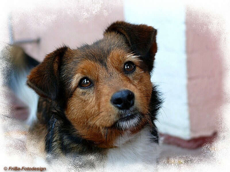 Wirklich ein Wachhund