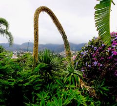 Wirklich eine Agave