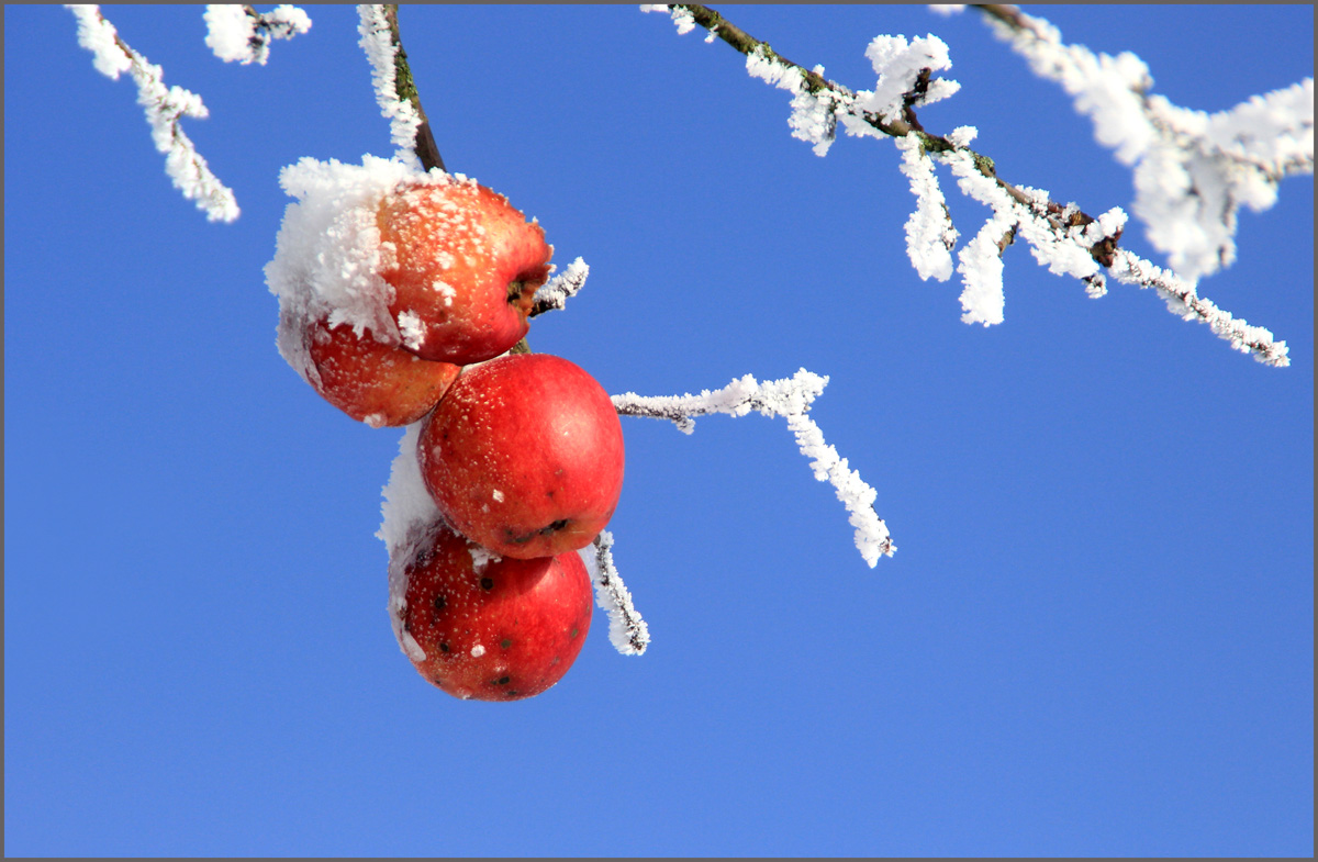 "Wirklich frische Winteräpfel!"