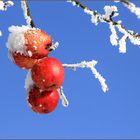 "Wirklich frische Winteräpfel!"