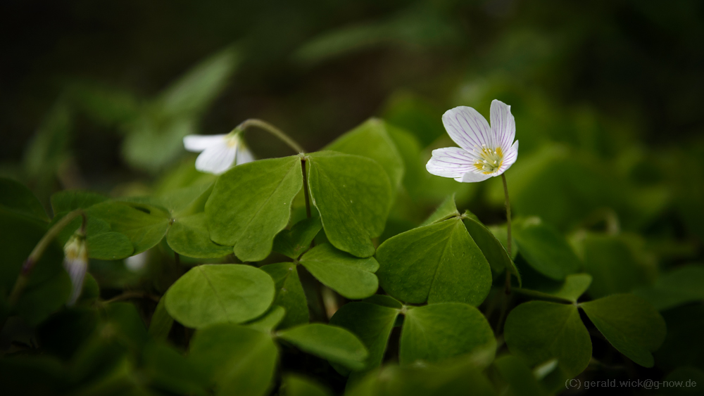 Wirklich Frühling