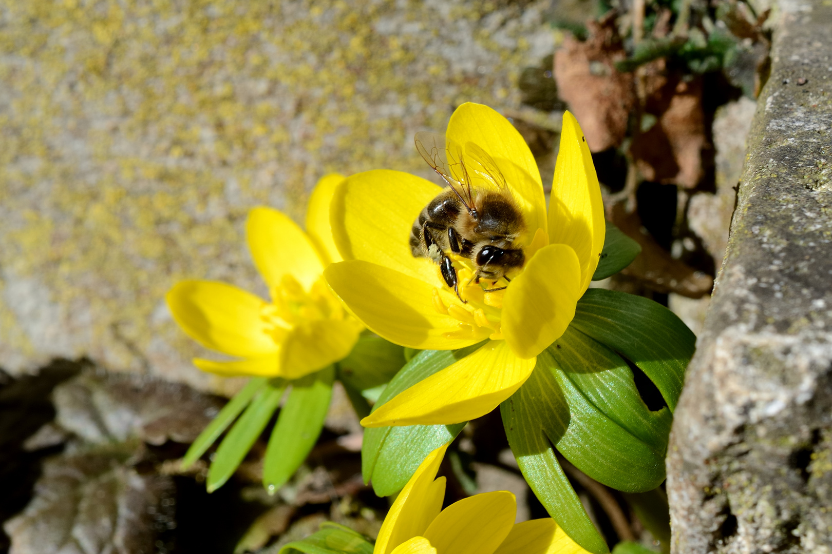 wirklich Frühling?