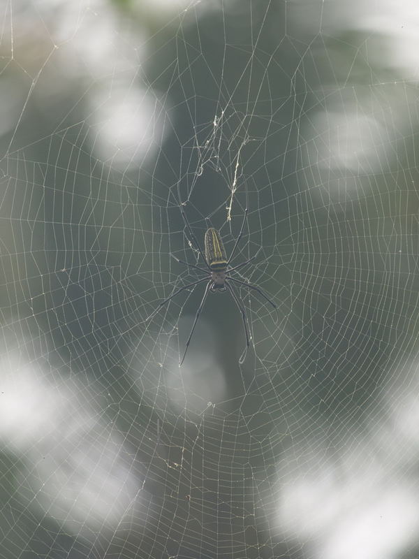 Wirklich große Seidenspinne