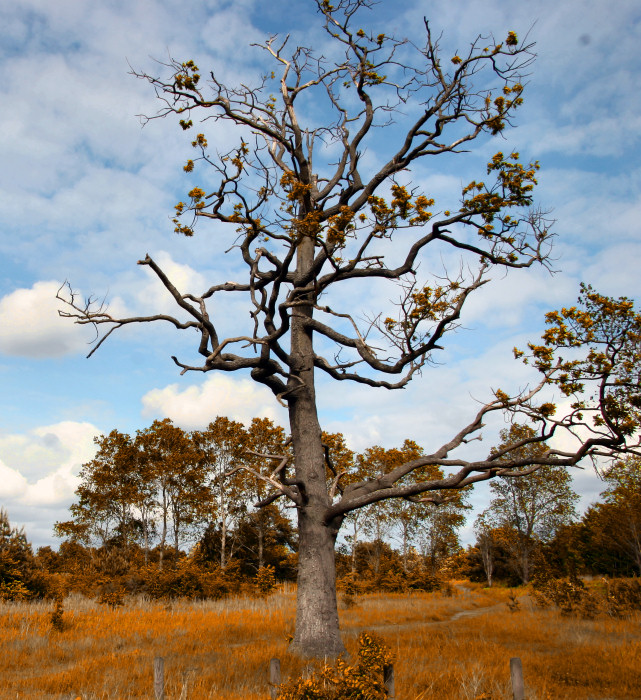 Wirklich Herbst?