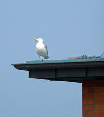 Wirklich noch ein Schritt?