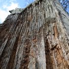 wirklich nur ein Baum