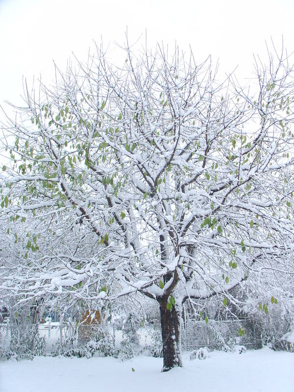 Wirklich Winter?