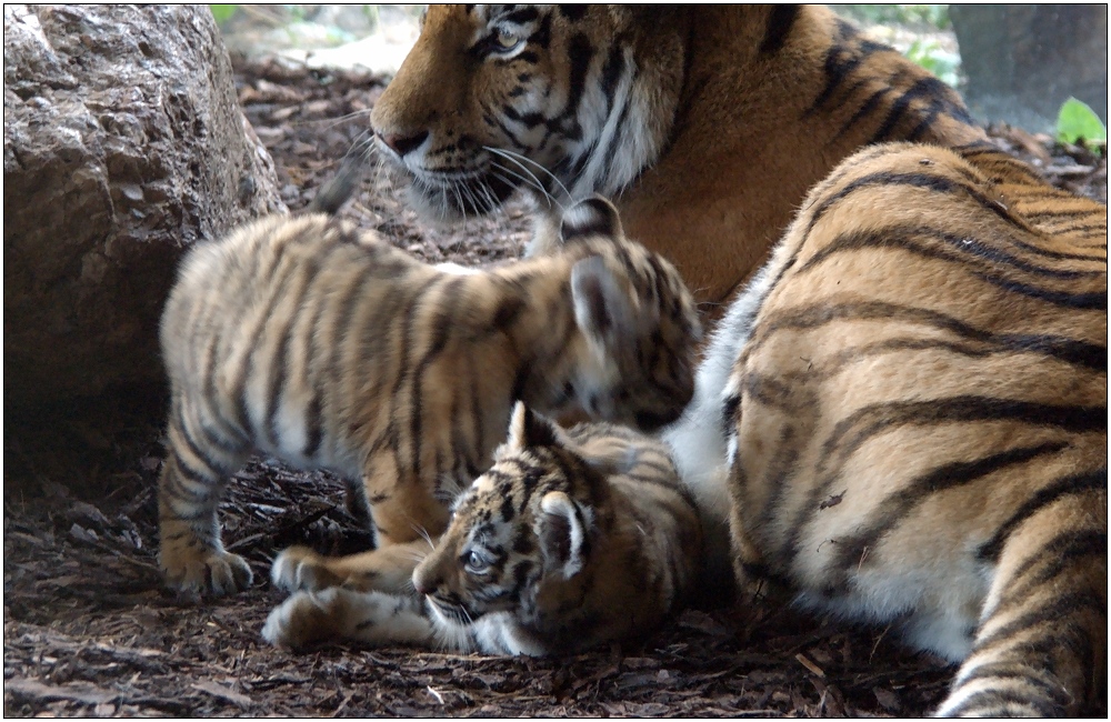 ... wirkliche kleine Tiger auf sanften Pfoten ...