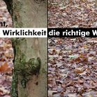 Wirklichkeit