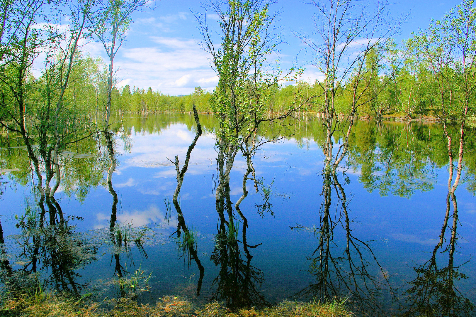 Wirklichkeit und Schein - Birken mit Spiegelbild