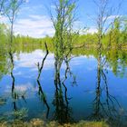 Wirklichkeit und Schein - Birken mit Spiegelbild