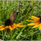 Wirrer Schmetterling