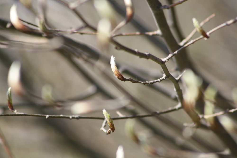 Wirrwarr der Natur von Benjamin Stolzenburg 