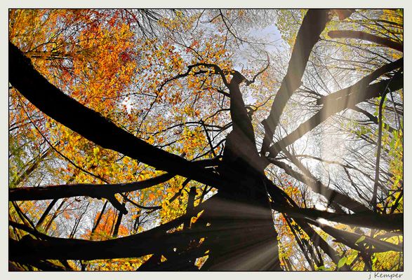 - Wirrwarr im herbstlichen Wald -