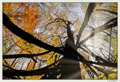 - Wirrwarr im herbstlichen Wald -