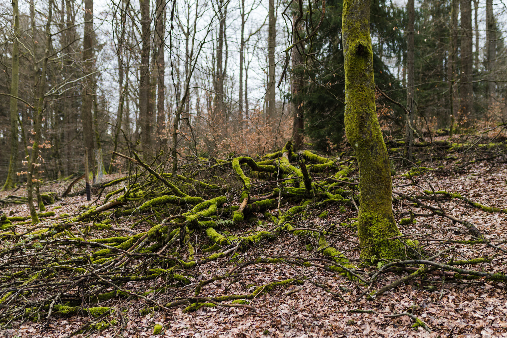 Wirrwarr im Laubwald  (2)