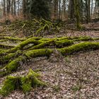 Wirrwarr im Laubwald